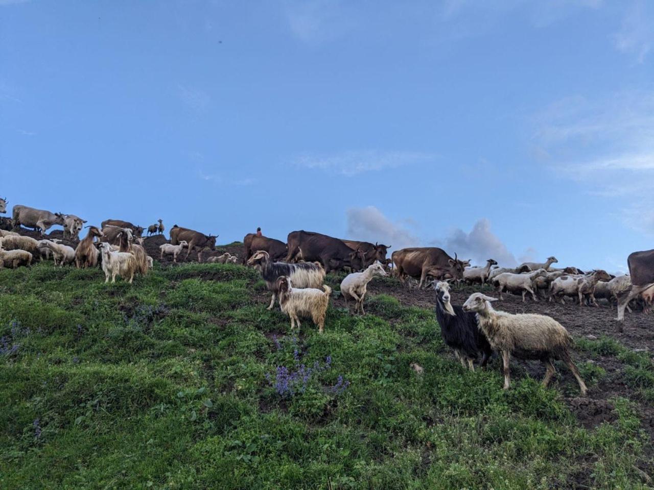Dzoragyugh B&B Dış mekan fotoğraf